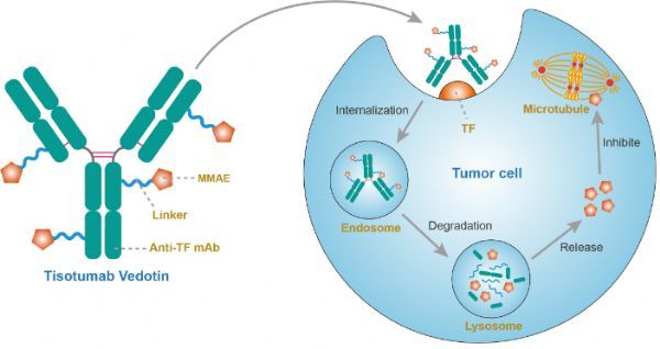 TF靶向抗体药物偶联物（ADC）tisotumab vedotin治疗宫颈癌展现疗效显著！_香港济民药业