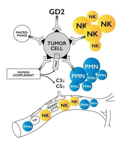 新型GD2靶向抗体Danyelza获美国FDA优先审查，联合GM-CSF用于神经母细胞瘤，总缓解率高达78%_香港济民药业