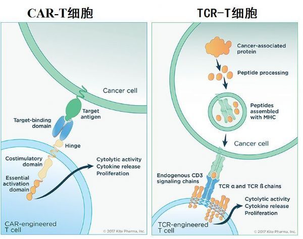 吉利德Tecartus将成为全球首个急性淋巴细胞白血病(ALL)CAR-T细胞疗法_香港济民药业