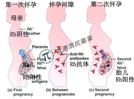 关于Rho(D)免疫球蛋白 患者需知_香港济民药业