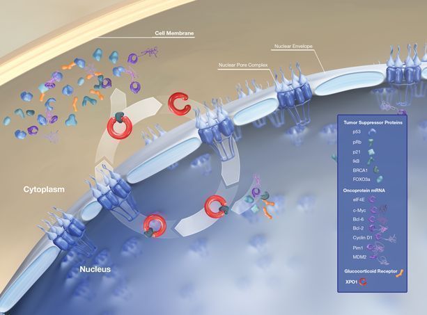 Xpovio（selinexor）用于治疗骨髓瘤的新适应症在美FDA提交申请_香港济民药业