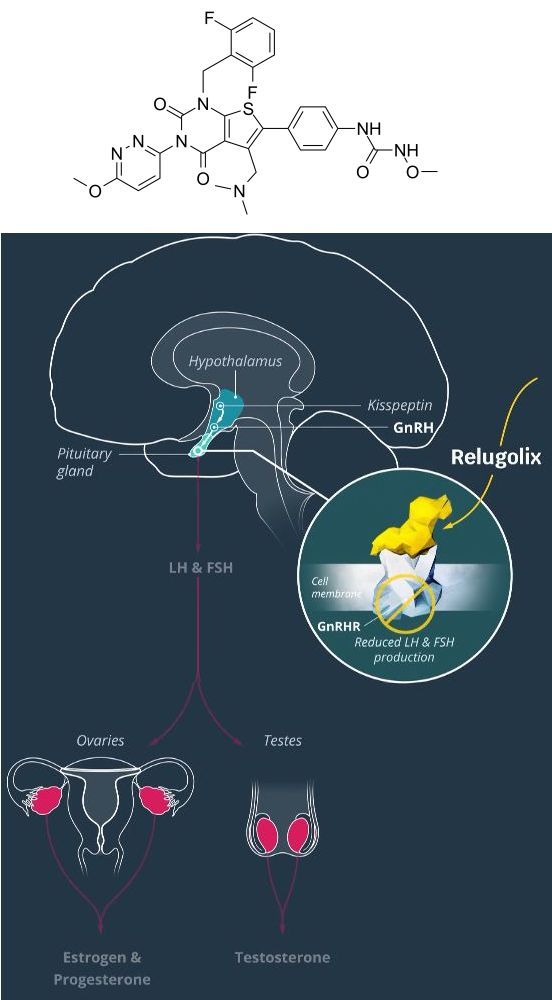 子宫肌瘤新药！GnRH受体拮抗剂relugolix治疗晚期前列腺癌获美国FDA优先审查，缓解率高达96.7%_香港济民药业