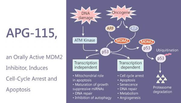 MDM2-p53抑制剂APG-115/可瑞达Keytruda治疗实体瘤_香港济民药业