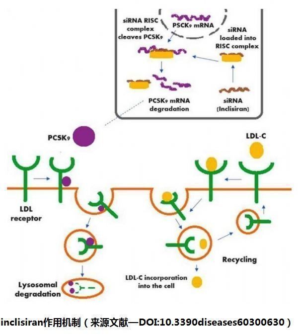 降胆固醇药物inclisiranⅢ期临床试验：每年2次给药显著降低LDL-C_香港济民药业