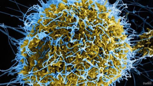 美国FDA批准Ebanga用于治疗扎伊尔埃博拉病毒成人和儿童感染