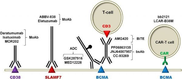 辉瑞BCMA-CD3双特异性抗体elranatamab用于复发或难治性多发性骨髓瘤启动关键2期试验!