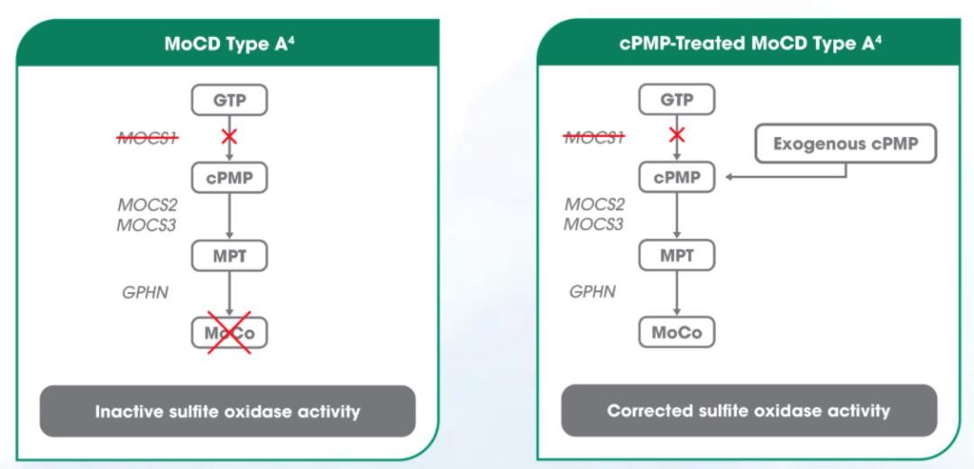 ​​首款治疗A型钼辅因子缺乏症（MoCD）的创新疗法Nulibry获FDA批准_香港济民药业