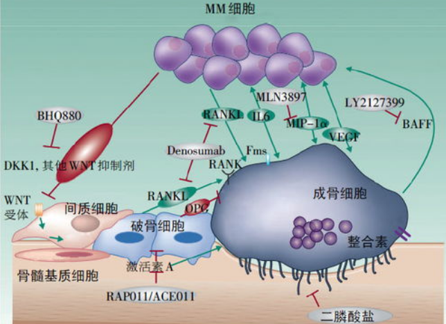 首个FDA批准的抗癌肽-药物偶联物pepaxto被纳入美国NCCN多发性骨髓瘤临床实践指南!_香港济民药业