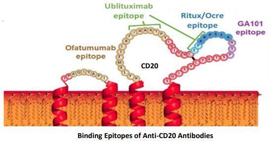 慢性淋巴细胞白血病告别化疗！ublituximab+Ukoniq（U2）组合疗法在美进入审查_香港济民药业