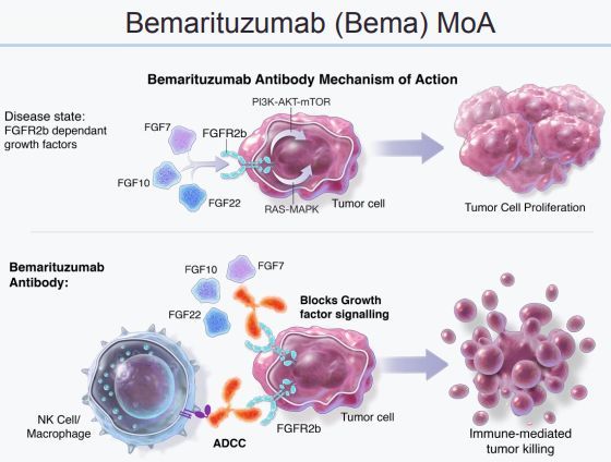 美国FDA授予安进FGFR2b靶向单抗bemarituzumab突破性药物资格！胃癌创新疗法！_香港济民药业