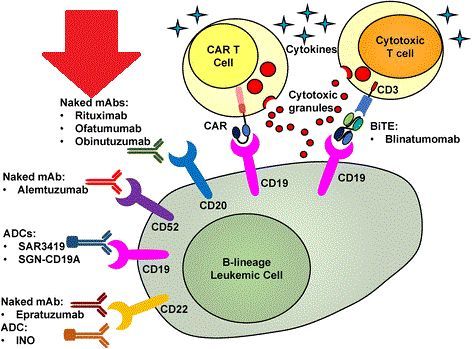 CD20靶向自体CAR-T细胞疗法MB-106治疗高危B细胞霍奇金淋巴瘤和CLL，总缓解率高达92%_香港济民药业
