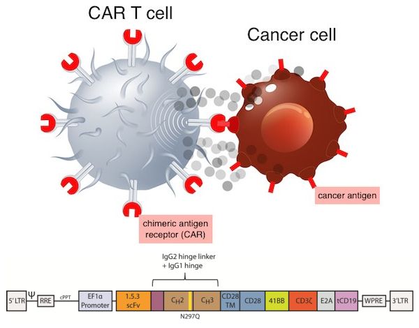 CD20靶向自体CAR-T细胞疗法MB-106治疗高危B细胞霍奇金淋巴瘤和CLL，总缓解率高达92%_香港济民药业