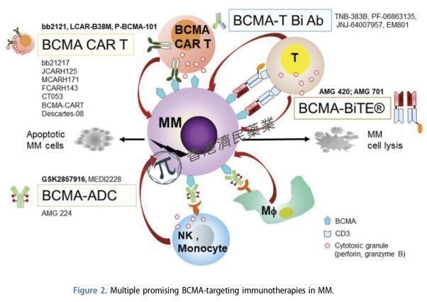 强生多发性骨髓瘤新药ciltacabtagene autoleucel（cilta-cel）：客观缓解率（ORR）高达98%，66%的患者存活且疾病无进展_香港济民药业