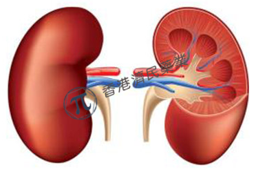 诺华口服强效选择性因子B抑制剂iptacopan治疗IgA肾病(IgAN)显著降低蛋白尿水平!_香港济民药业