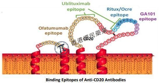 新型糖工程化抗CD20单克隆抗体ublituximab治疗多发性硬化 3期临床疗效优于赛诺菲Aubagio_香港济民药业