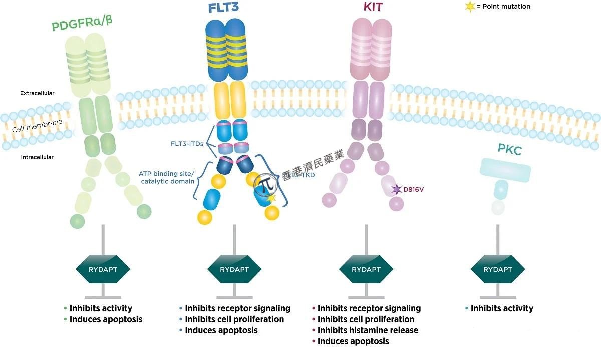 靶向药RYDAPT（Midostaurin，米哚妥林）对FLT3+急性骨髓性白血病治疗有何帮助？_香港济民药业