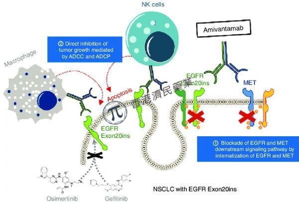 EGFR外显子20插入突变肺癌新药！强生EGFR/Met 双抗amivantamab获美国FDA批准_香港济民药业