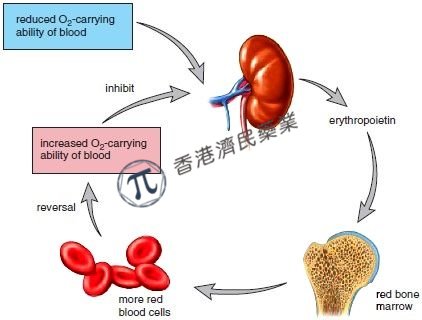 肾性贫血新药HIF-PH抑制剂Duvroq(达普司他)3期ASCEND研究成功!_香港济民药业