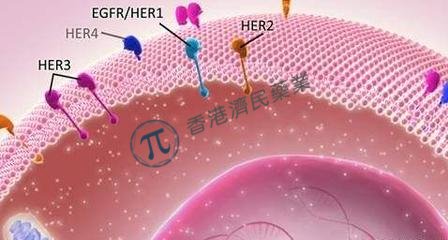 Enhertu治疗乳腺癌头对头III期试验成功，优效性超过Kadcyla！_香港济民药业
