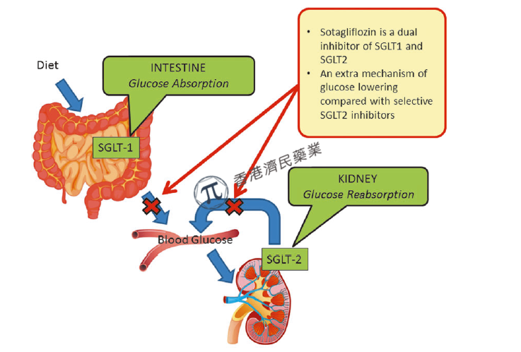 SGLT-1/2双效抑制剂Zynquista，2项3期试验显著降低糖尿病患者心血管风险_香港济民药业