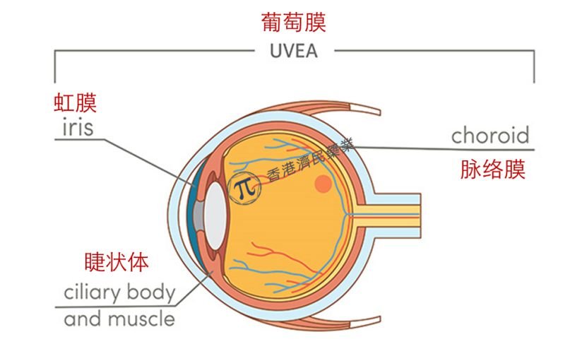 葡萄膜炎相关黄斑水肿新药！FDA批准Xipere（曲安奈德注射悬浮液）_香港济民药业