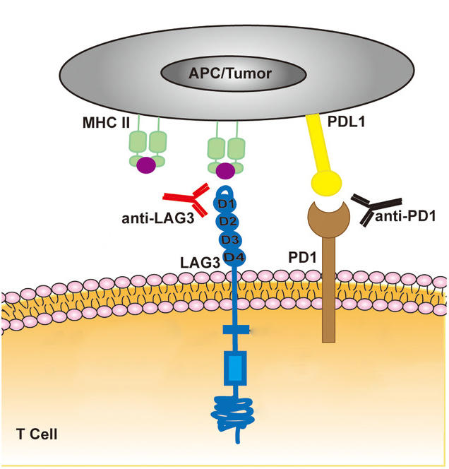 首个FDA批准的针对LAG-3的免疫疗法Opdualag(nivolumab和relatilimab-rmbw)_香港济民药业