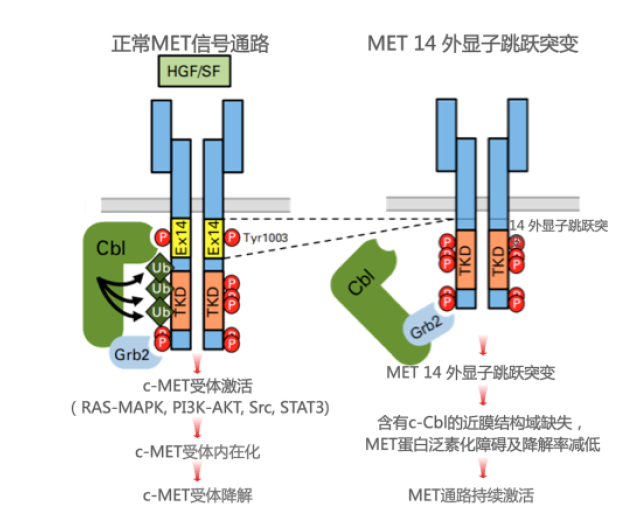 欧盟建议批准Tabrecta（capmatinib）作为单一药物治疗METex14晚期NSCLC！_香港济民药业