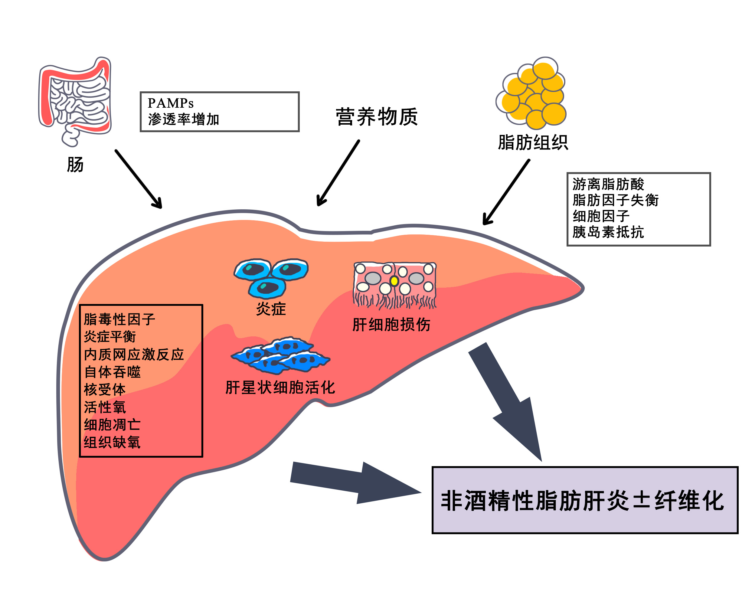 潜在非酒精性脂肪性肝炎新疗法！辉瑞ervogastat/clesacostat组合获FDA快速通道资格_香港济民药业