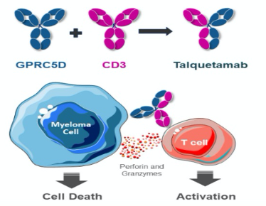 FDA批准Talquentamab（JNJ-64407564）用于复发性/难治性多发性骨髓瘤的突破性治疗_香港济民药业