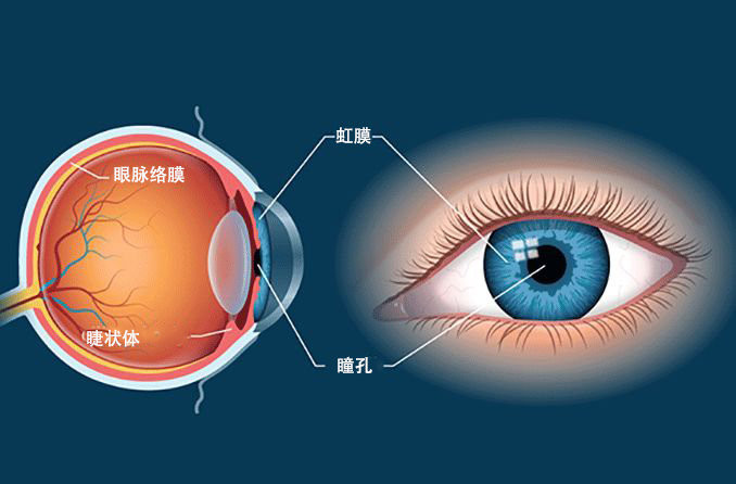  科普|脉络膜和近视的有什么关系，低浓度阿托品能使脉络膜变薄吗？
