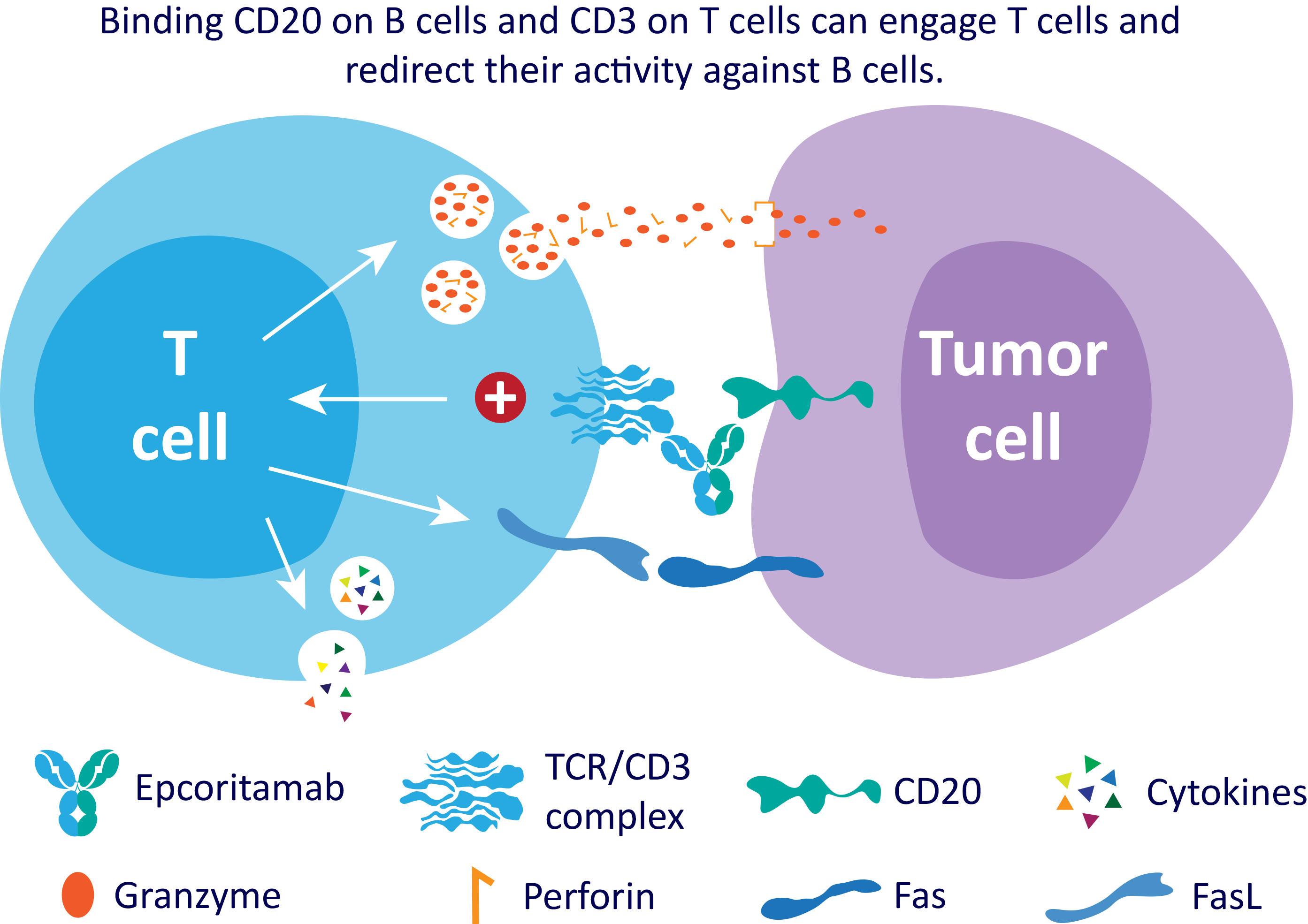 CD3xCD20双特异性抗体epcoritamab治疗大B细胞淋巴瘤在美欧提交申请_香港济民药业