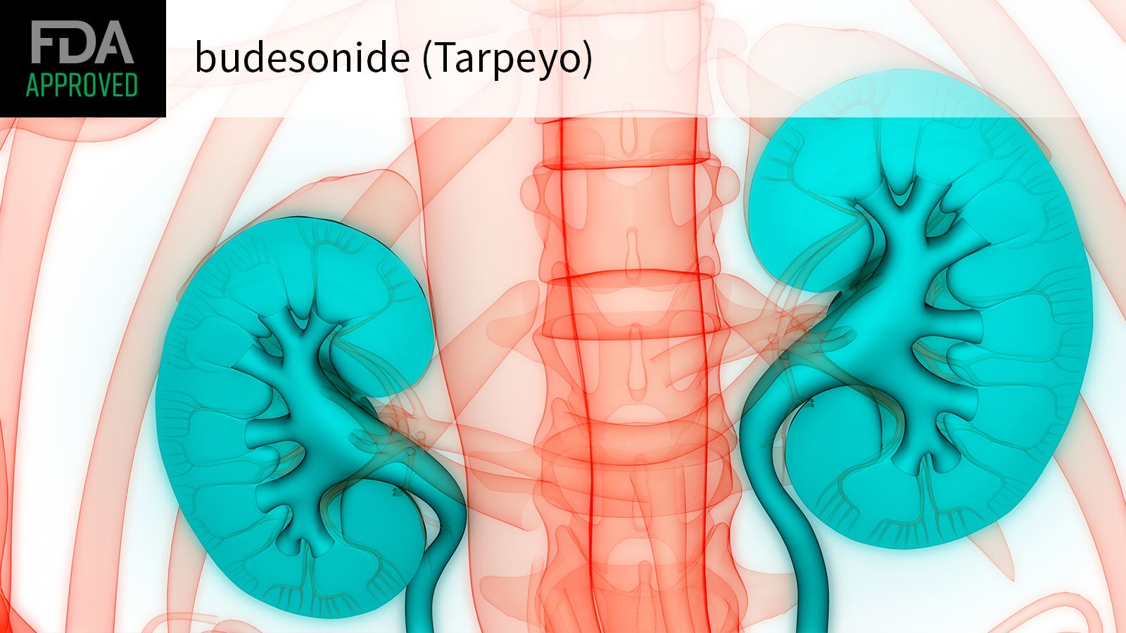 首个治疗IgA肾病定向缓释药物TARPEYO（budesonide，布地奈德）_香港济民药业