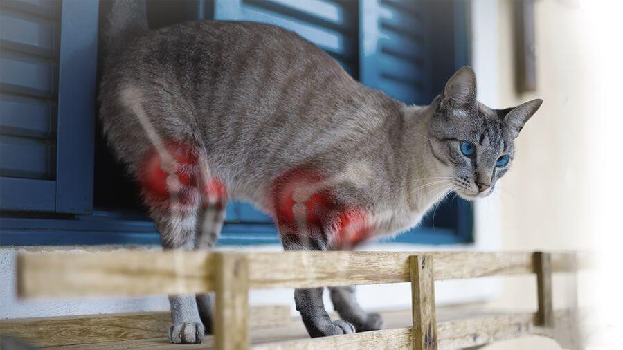 第一种治疗猫骨关节炎疼痛的药物：Solensia(frunevetmab,夫卢维单抗)_香港济民药业