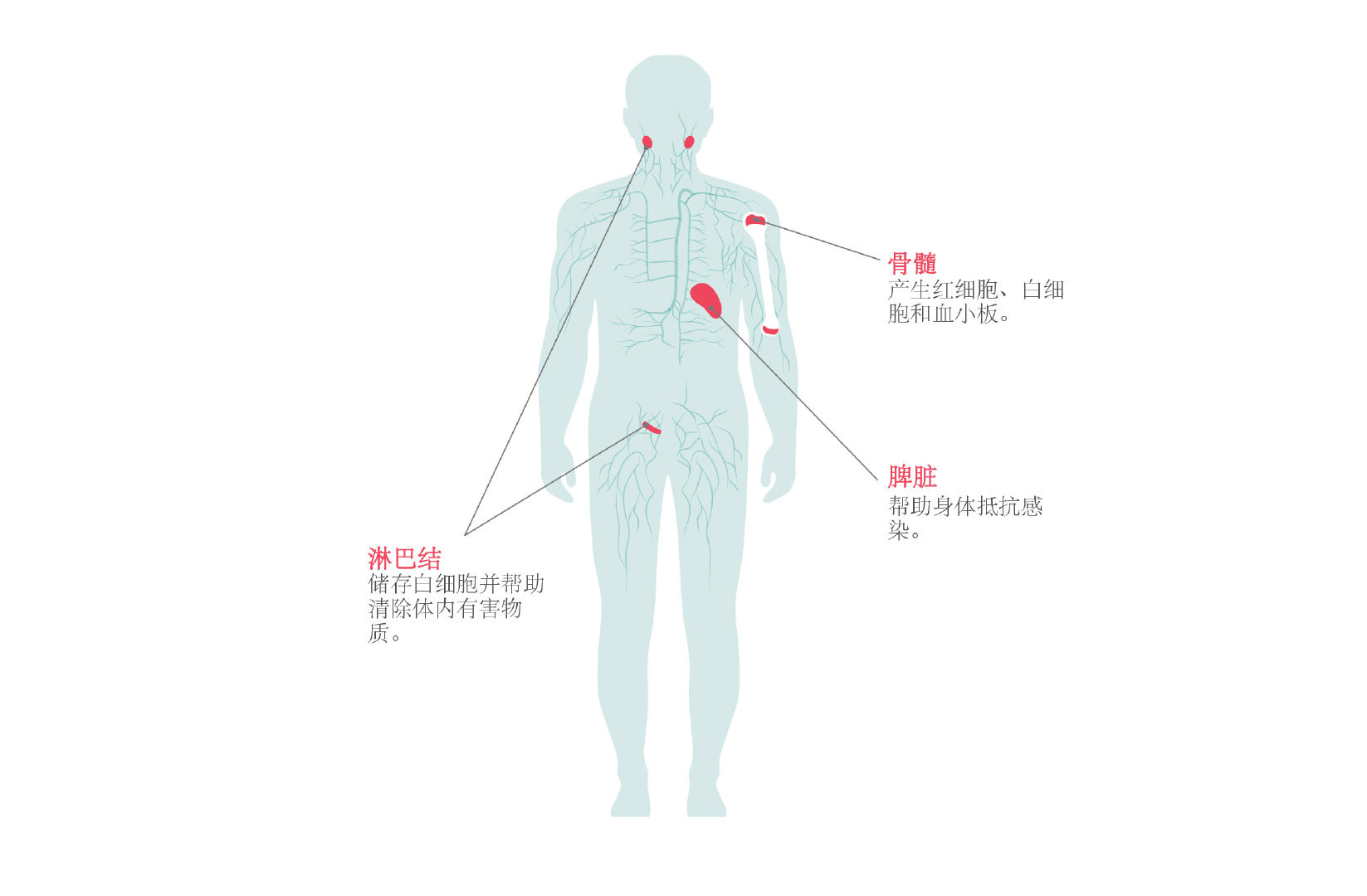 3线或以上滤泡性淋巴瘤双特异性抗体Lunsumio患者手册_香港济民药业