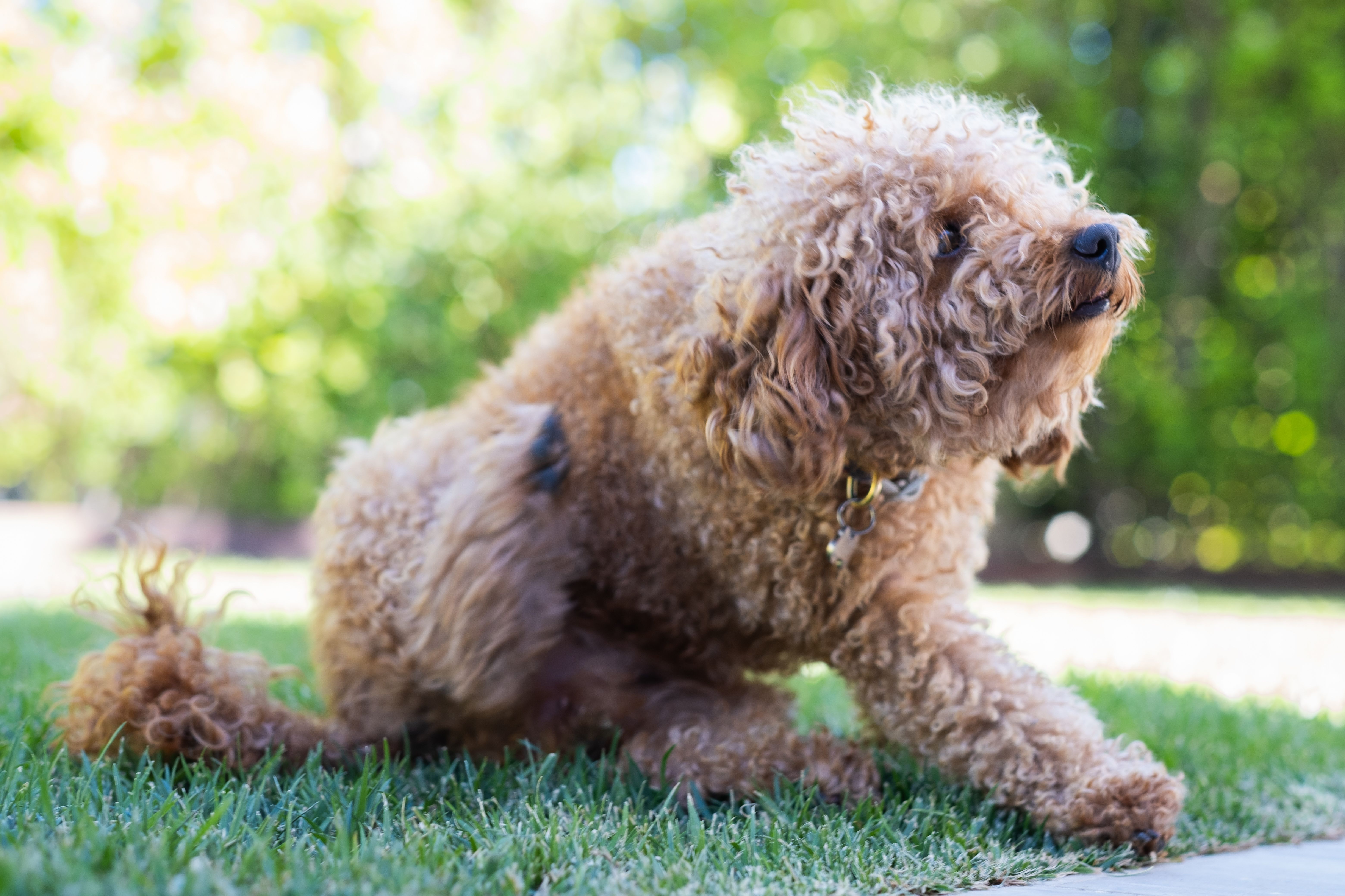 FDA批准犬用口服驱虫药Credelio Quattro，可预防六种寄生虫