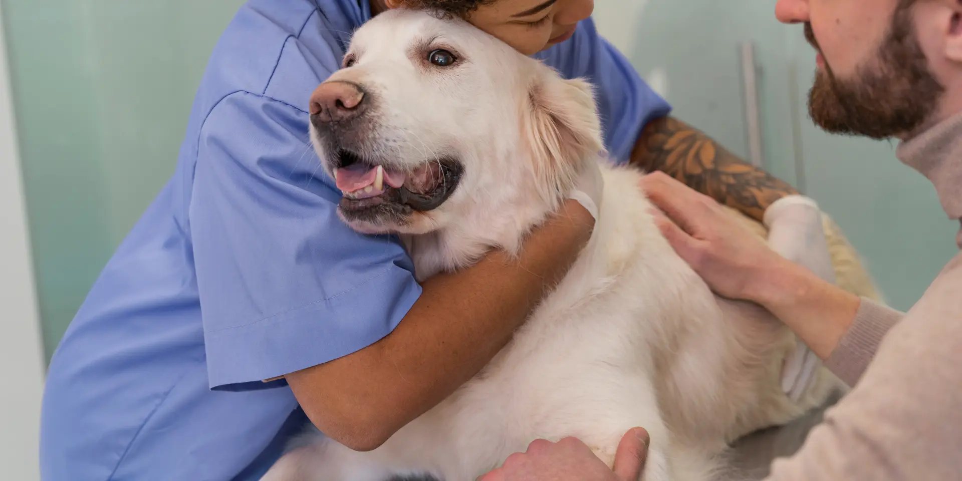 基因疗法ElenaVet在犬骨关节炎研究中取得了90%的成功，可有效、持久地缓解疼痛_香港济民药业