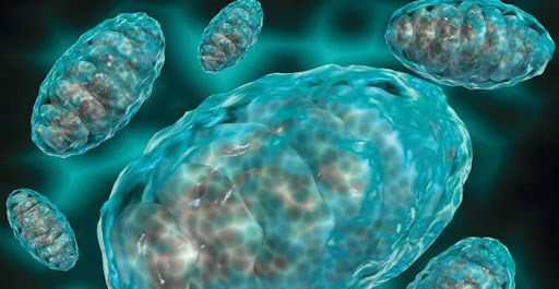 Barth综合征潜在新药Elamipretide在美重新进入审查