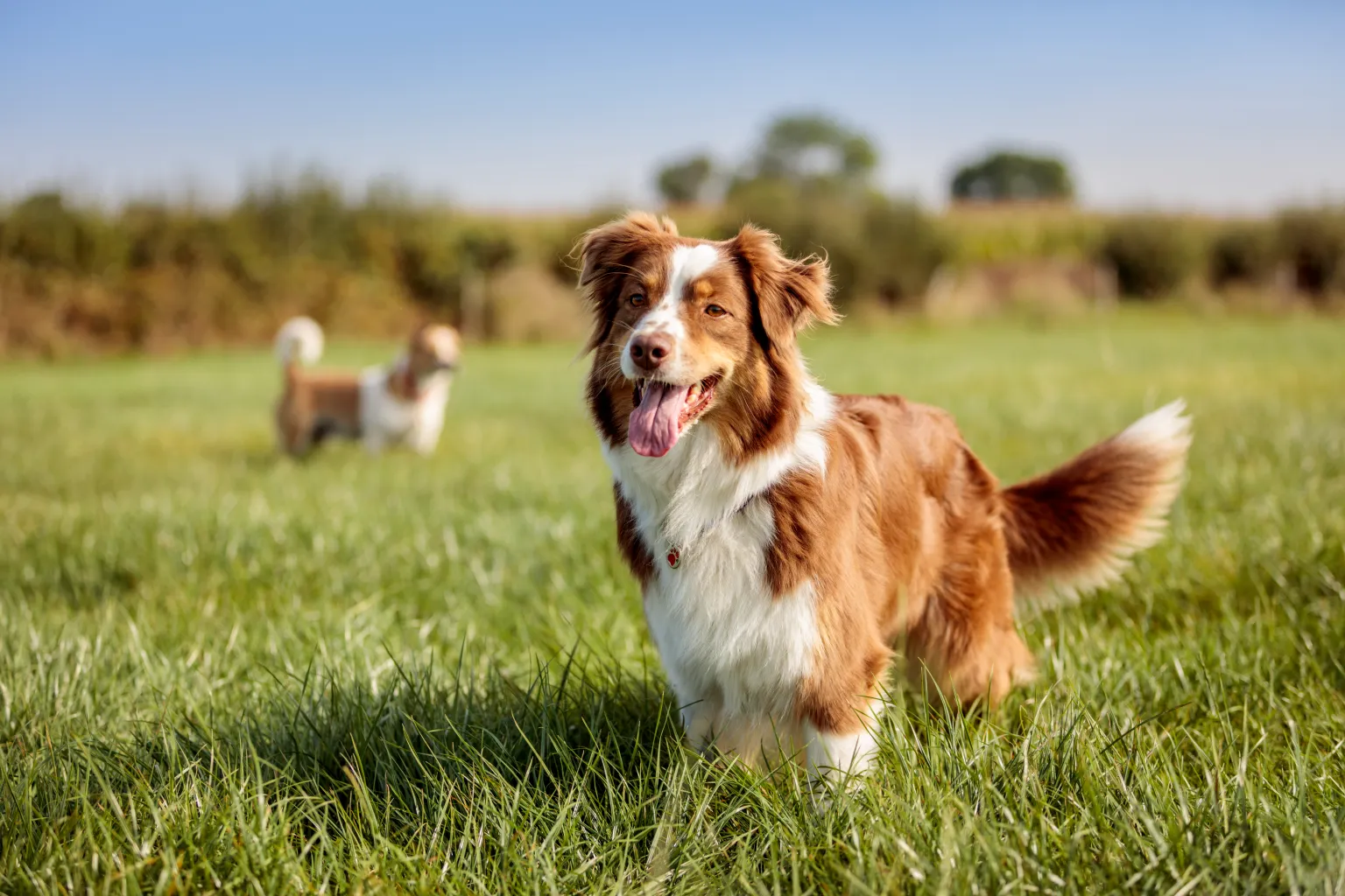 第二代JAK抑制剂！FDA批准Numelvi用于控制犬过敏性皮炎相关瘙痒