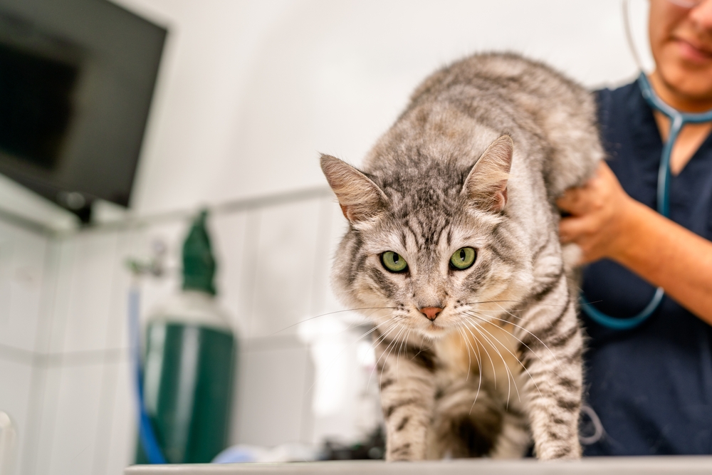 猫科医学里程碑：Felycin-CA1为患有肥厚型心肌病的猫带来希望