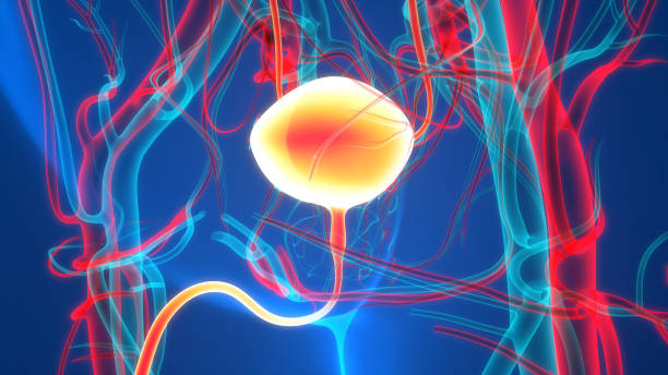 肌层浸润性膀胱癌联合疗法获FDA授予优先审评资格_香港济民药业