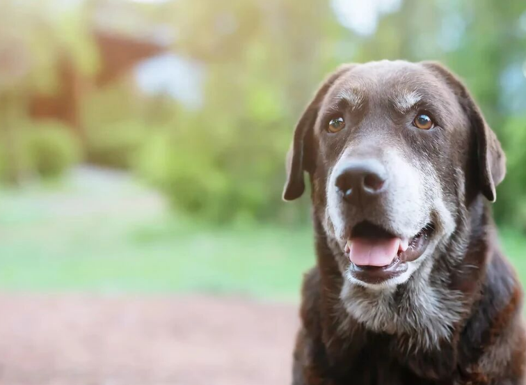 犬类化疗诱导性腹泻治疗药物Canalevia-CA1的有效性试验结果_香港济民药业