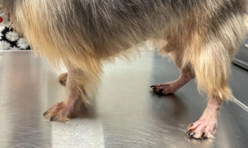犬过敏性、特应性皮炎新药Befrena已上市，其常见问题解答_香港济民药业
