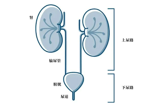 5年随访数据公布｜Jelmyto证实低级别上尿路尿路上皮癌持久疗效